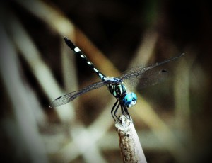 Blue dragonfly.