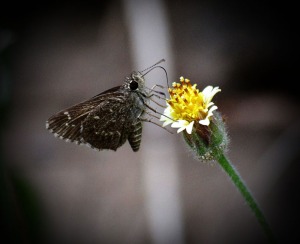 Butterfly on a small yellow flower.