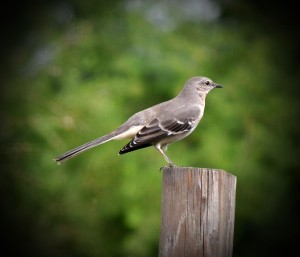 Mockingbird on a pole.