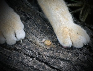 Tick and cat feet.