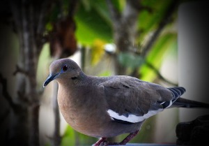 White-winged Dove at the bird feeder.