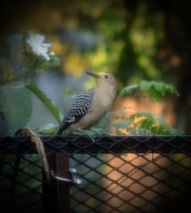 Woodpecker outside my window.